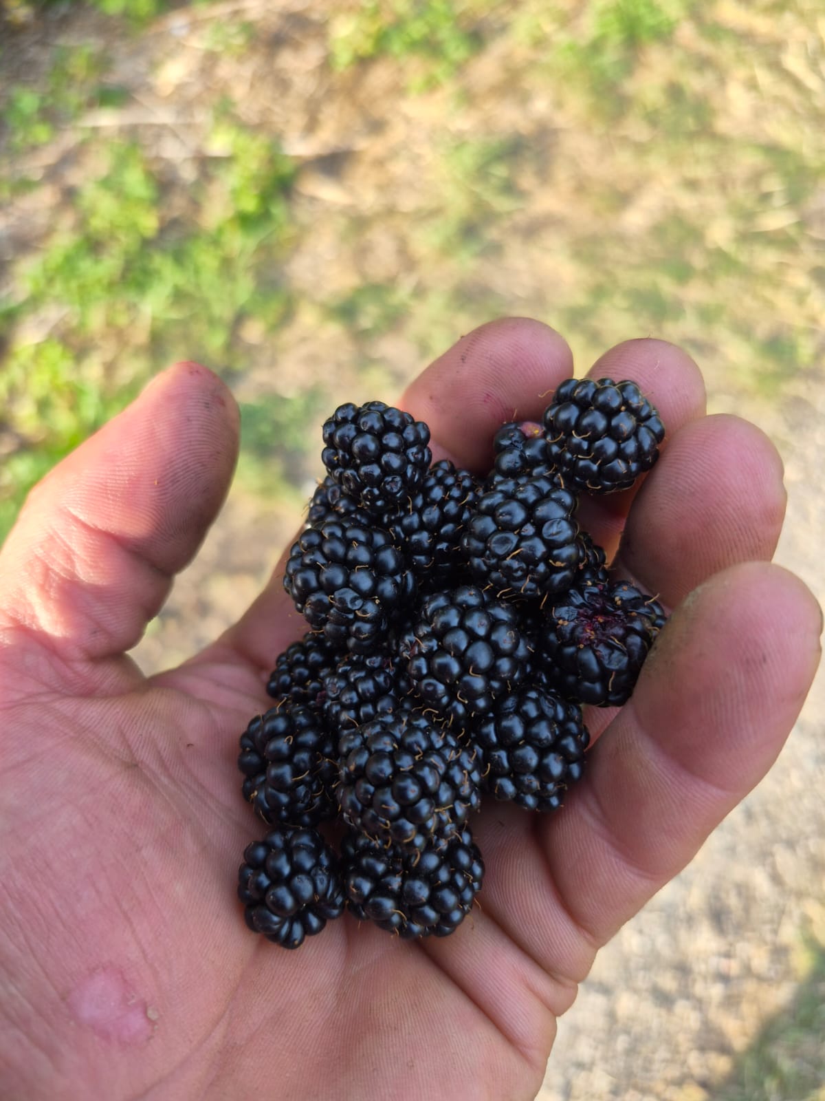 Fresh blueberries